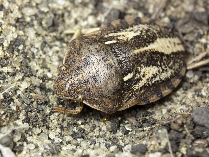 Eurygaster integriceps Puton, 1881